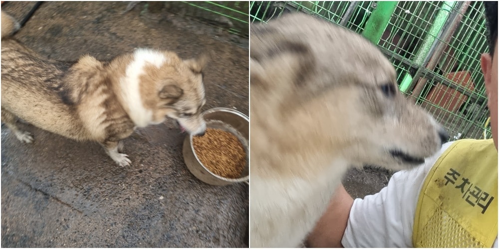 뉴스1 보도에 언급된 늑대개 관련 이미지