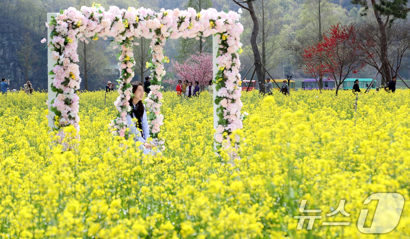 창녕 낙동강 유채축제. <자료사진> 2026.4.10 ⓒ 뉴스1 윤일지 기자