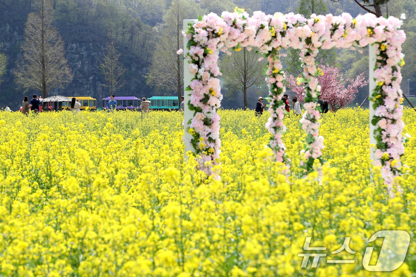 지난 4월 열린 제21회 창녕 낙동강유채축제 모습. 2026.4.10 ⓒ 뉴스1 윤일지 기자