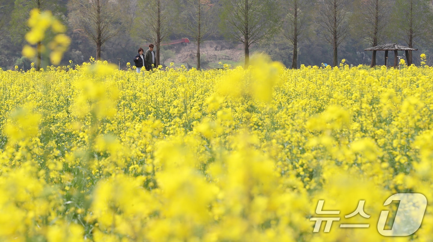 포근한 봄 날씨를 보인 10일 경남 창녕군 남지읍 창녕낙동강유채단지에서 열린 '제21회 창녕 낙동강유채축제'를 찾은 상춘객이 봄기운을 봄기운을 만끽하고 있다. 제21회 창녕 낙동강유채축제는 오는 12일까지 진행된다. 2026.4.10 ⓒ 뉴스1 윤일지 기자