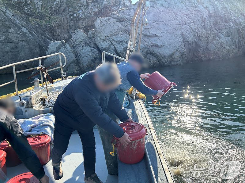 군산해경이 불법 포획된 해삼 300㎏가량을 해상에 방류하고 있다.(군산해양경찰서 제공. 재판매 및 DB금지)