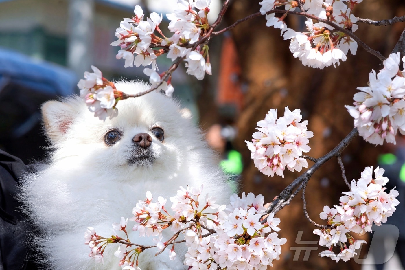 지난 11일 강원 인제군 인제읍 상동리 일원에서 열린 제8회 골목문화제'봄봄봄, 인제로 봄!'에서 강아지가 벚꽃과 함께 즐거운 시간을 보내고 있다. (인제군 제공. 재판매 및 DB금지) 