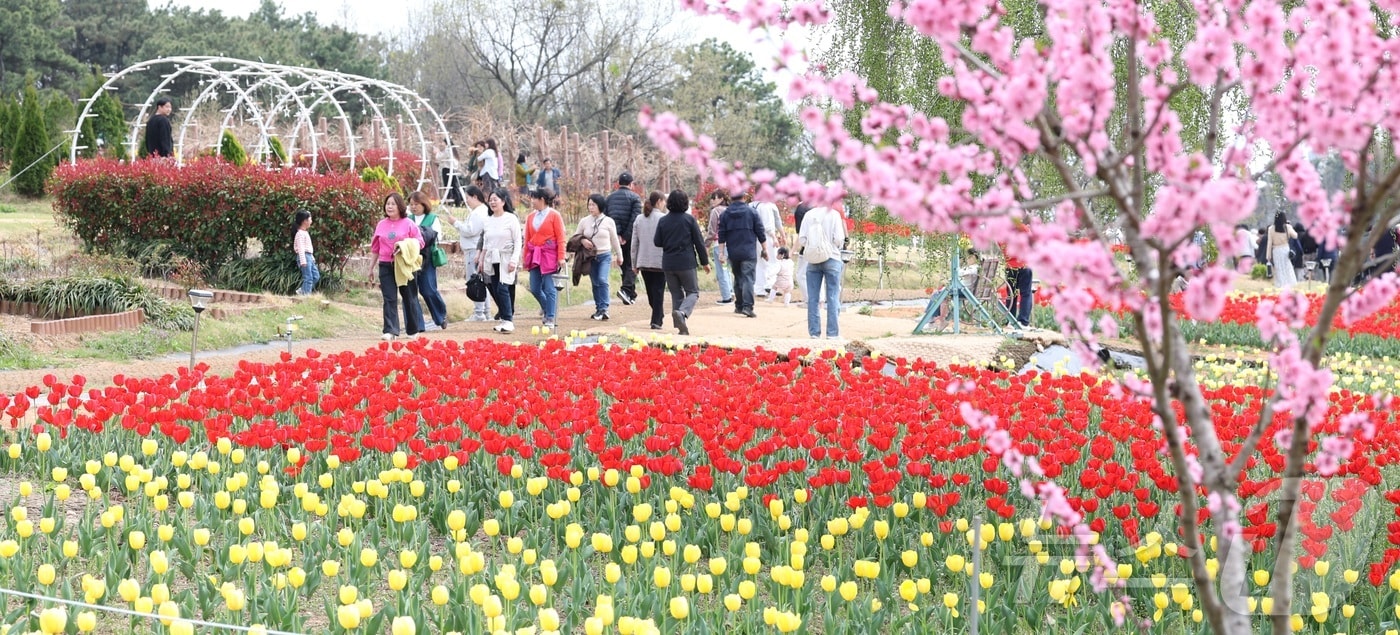 포근한 봄 날씨를 보인 12일 전북 익산시 신흥공원을 찾은 나들이객들이 만개한 튤립을 따라 거닐며 봄 정취를 만끽하고 있다. 2026.4.12 ⓒ 뉴스1 유경석 기자