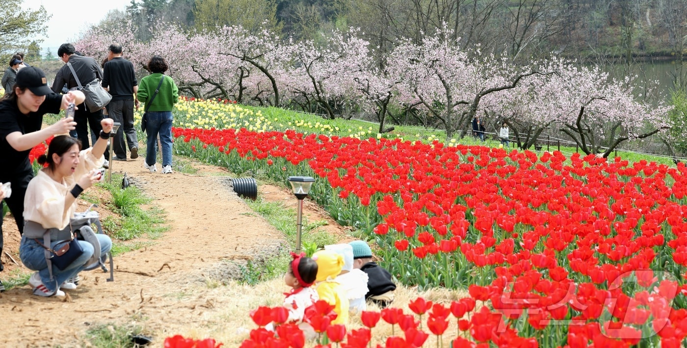 포근한 봄 날씨를 보인 12일 전북 익산시 신흥공원을 찾은 나들이객들이 만개한 튤립을 따라 거닐며 봄 정취를 만끽하고 있다. 2026.4.12 ⓒ 뉴스1 유경석 기자