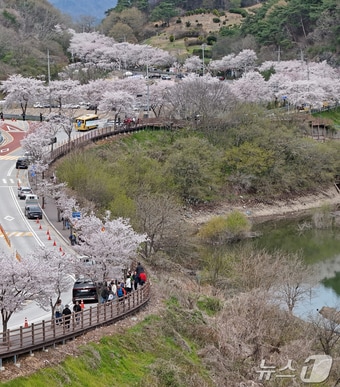'옥정호 벚꽃축제'가 열리고 있는 12일 전북 임실군 옥정호에 벚꽃이 만개해 관광객들의 발길을 사로잡고 있다. (임실군청 제공. 재판매 및 DB 금지) 2026.4.12 ⓒ 뉴스1 유경석 기자