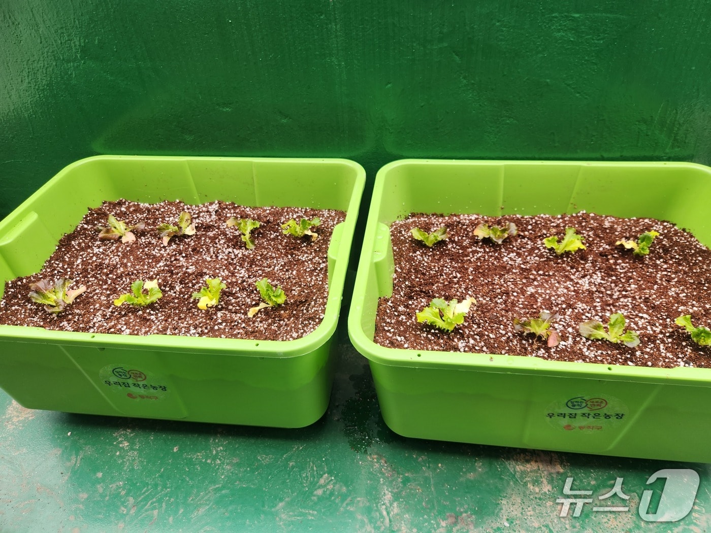 분양 '상자텃밭'.(동작구 제공)