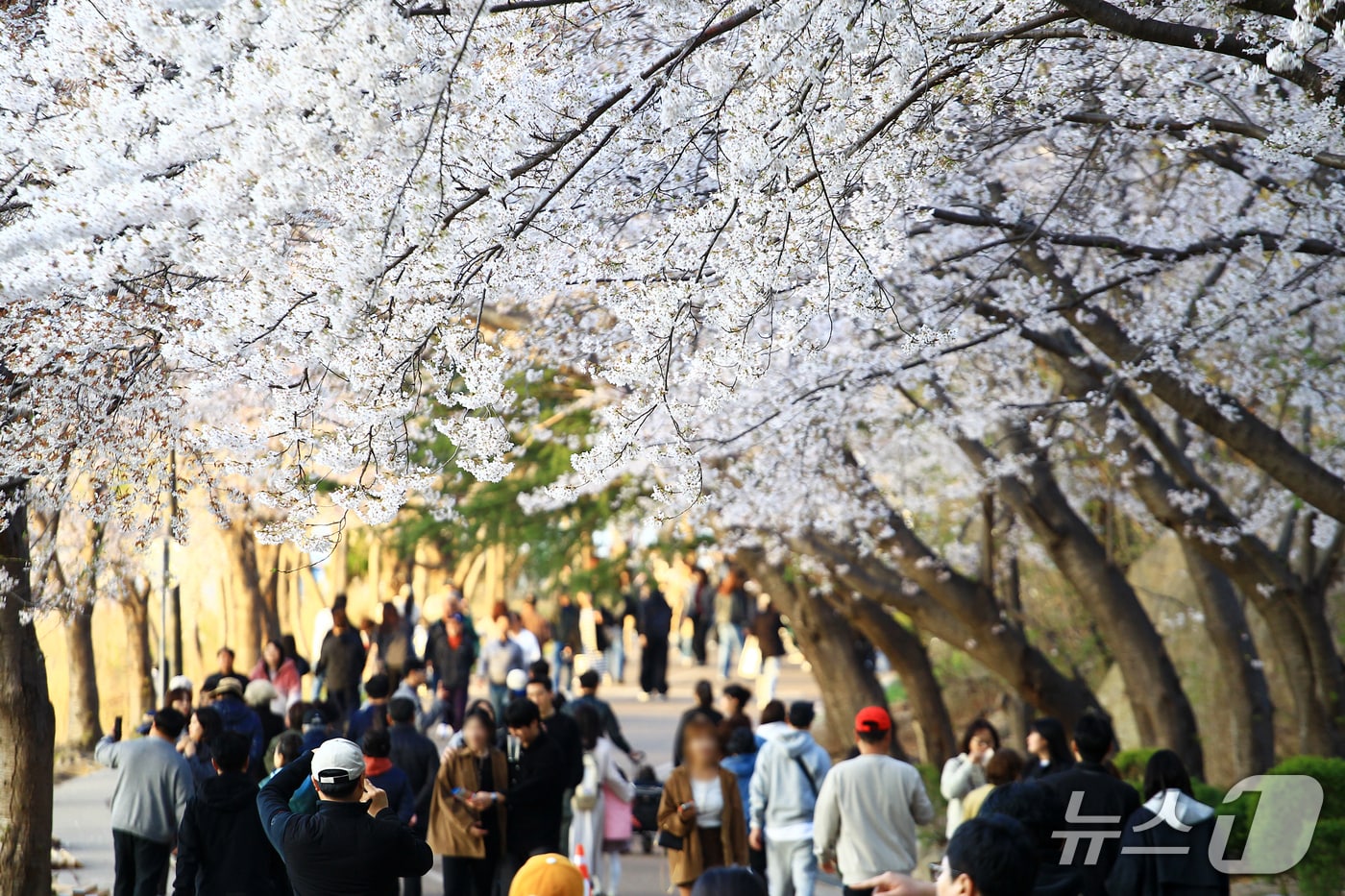 속초 영랑호 벚꽃축제 전경.(속초시 제공, 재판매 및 DB 금지) 2026.4.13/뉴스1