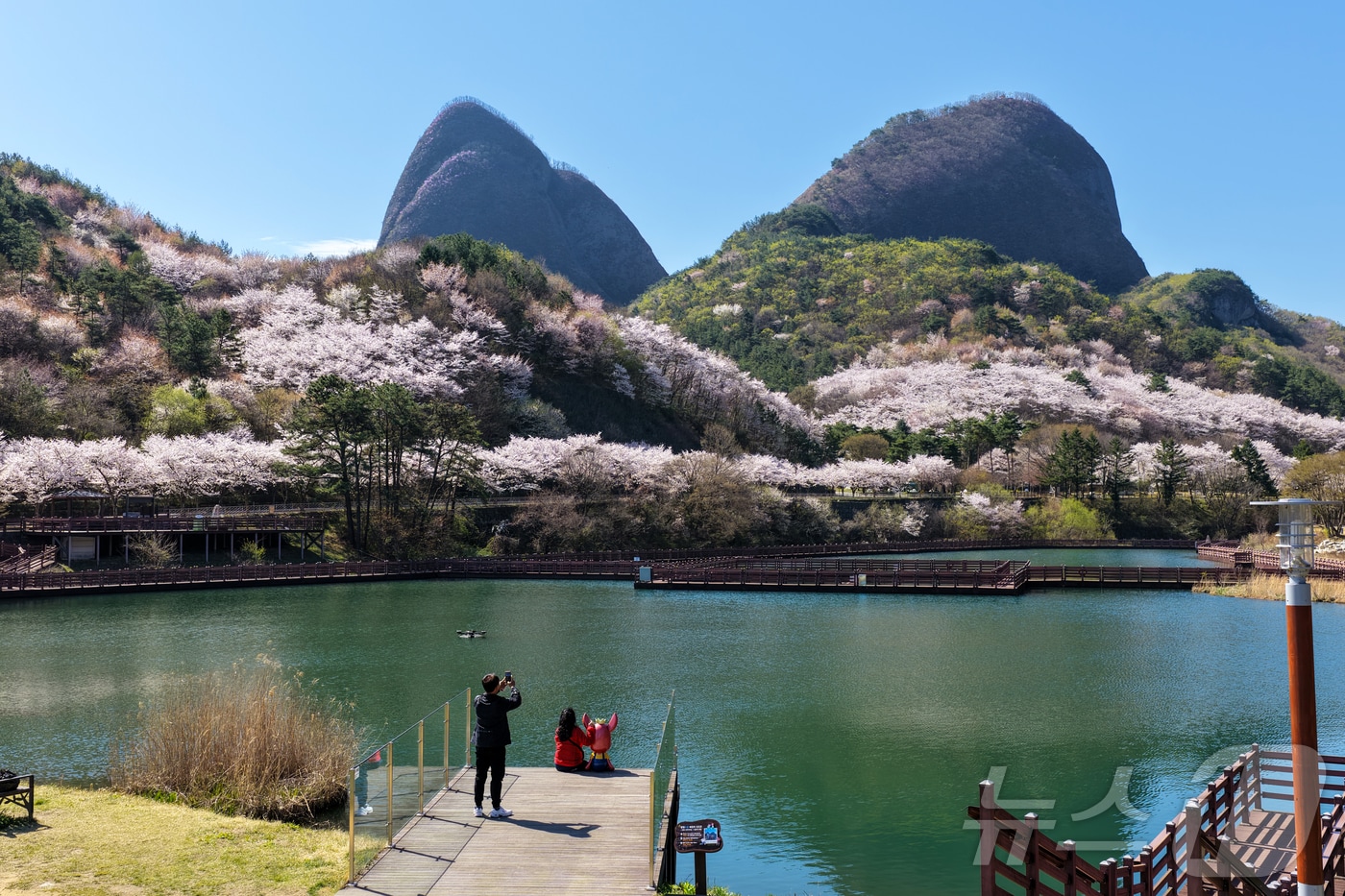 13일 전국에서 벚꽃이 가장 늦게 피는 전북 진안군 마이산이 벚꽃색으로 물이 들었다.(진안군제공, 재판매 및 DB금지)2026.4.13 ⓒ 뉴스1 김동규 기자