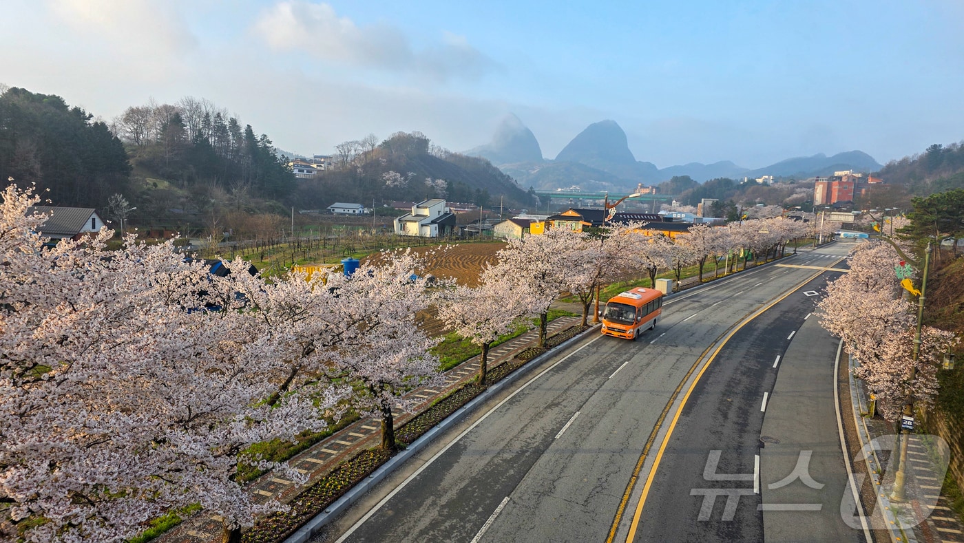 13일 전국에서 벚꽃이 가장 늦게 피는 전북 진안군 마이산이 하얀색으로 물이 들었다. 사진은 마이산 입구.(진안군제공, 재판매 및 DB금지)2026.4.13 /뉴스1