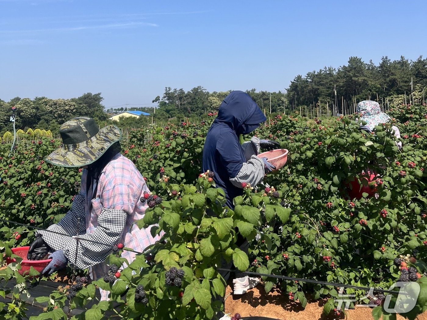 전북 고창군 복분자 농가에서 군민들이 복분자를 수확하고 있다.(고창군 제공. 재판매 및 DB금지)