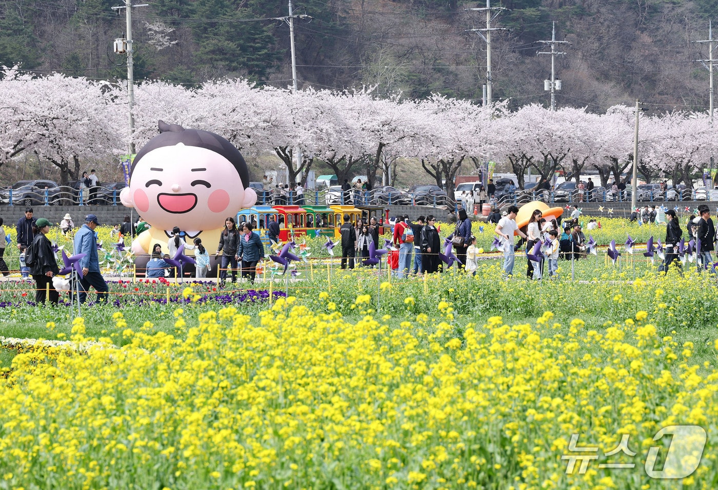 삼척 맹방 유채꽃밭 자료사진.(삼척시 제공, 재판매 및 DB 금지)