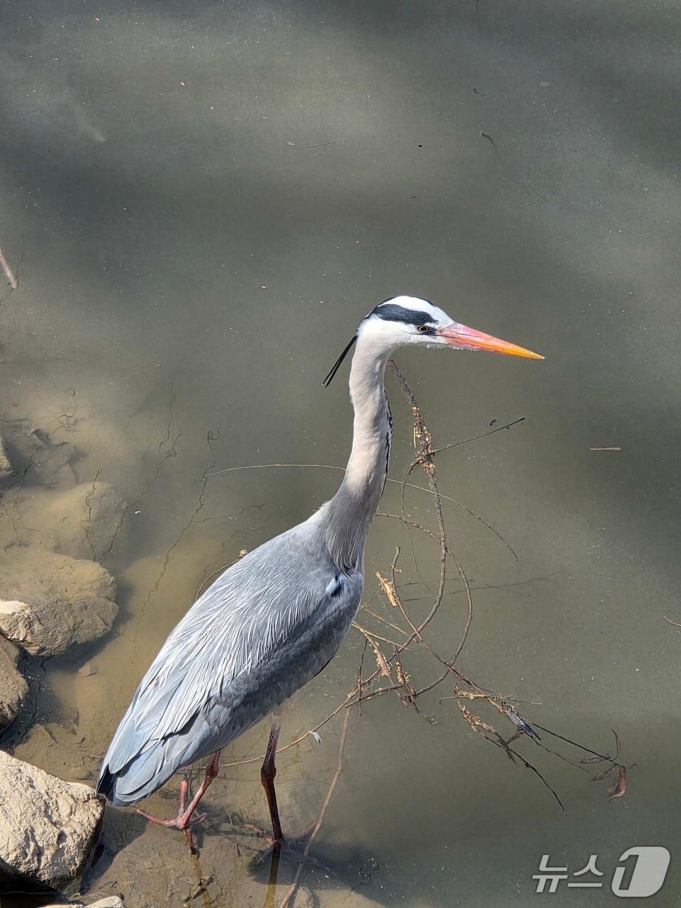 한강에서 발견된 왜가리.(서울시 제공)
