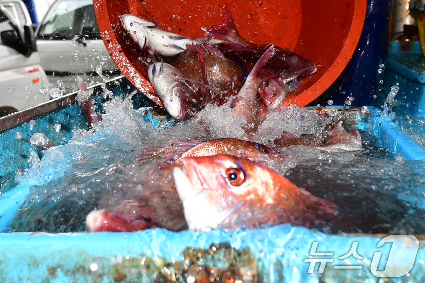 14일 오전 경북 포항시 송도수협 활어위판장에서 한 상인이 참돔을 수족관 차량에 넣고 있다. 2026.4.14 ⓒ 뉴스1 최창호 기자