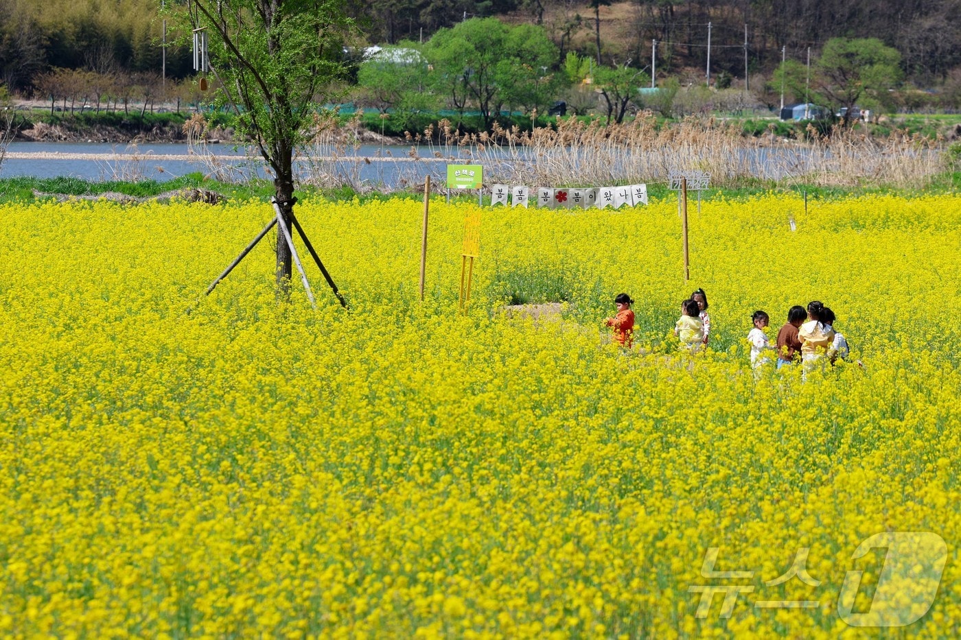 14일 광주 광산구 황룡강 생태정원에 유채꽃이 만개해 있다. (광산구 제공. 재판매 및 DB 금지)