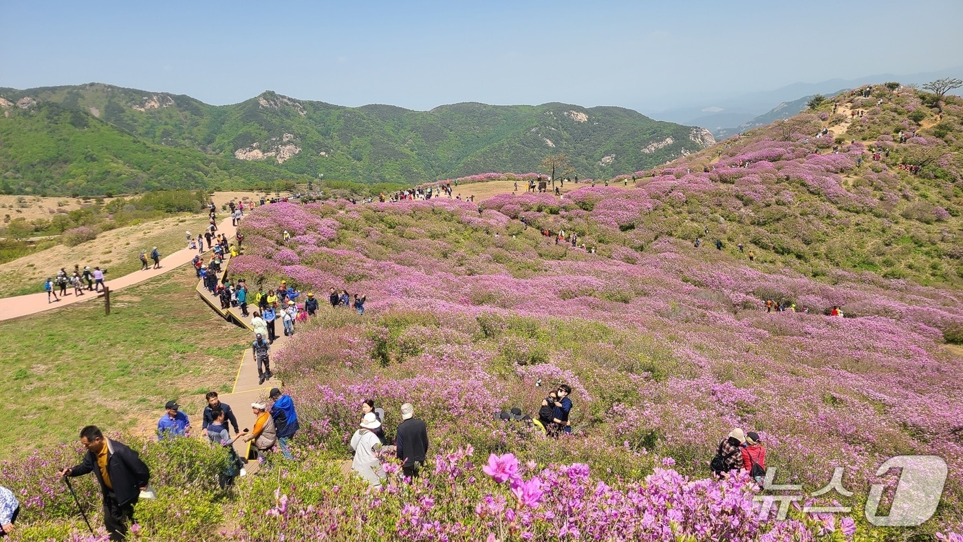 합천 황매산 철쭉(합천군 제공. 재판매 및 DB금지).