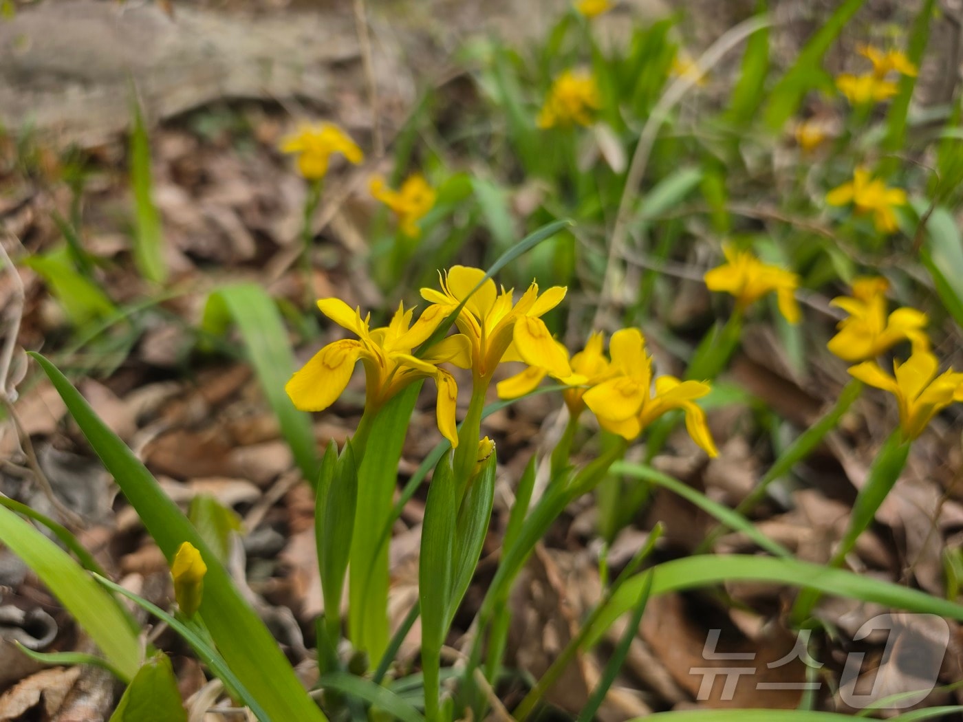멸종위기 야생생물 Ⅱ급이자 한반도 고유종인 노랑붓꽃의 모습. (국립공원공단 내장산국립공원백암사무소 제공. 재판매 및 DB 금지)