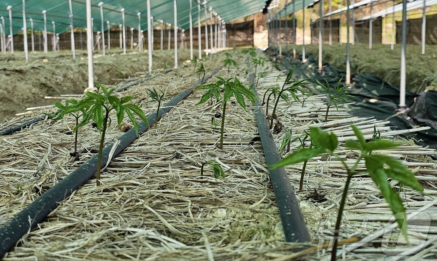 인삼밭 전경.(뉴스1 자료, 재판매 및 DB 금지)