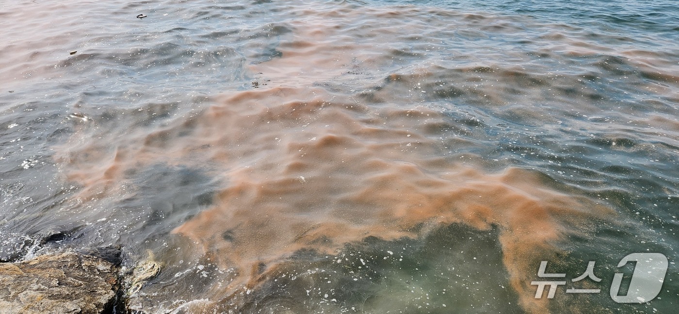 안산 시화나래휴게소 인근 바다에 대량 번식한 야광충이 주황색 띠를 이루고 있다.