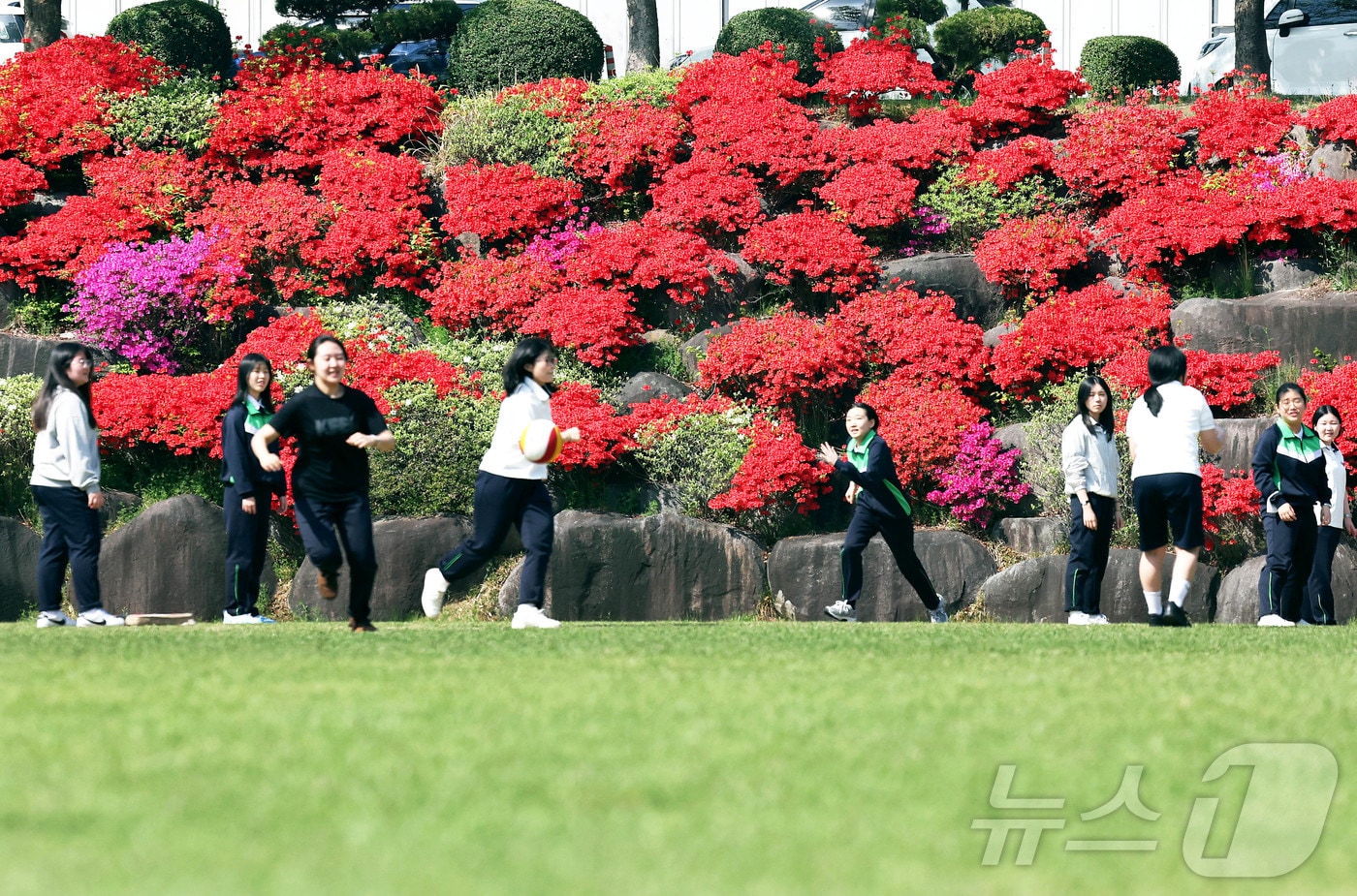 한 낮기온이 30도 가까이 가는 초여름 날씨를 보인 15일 광주 북구  두암동  동강대 내에 철쭉꽃이 만개해 있다.(광주 북구 제공. 재판매 및 DB 금지) 2026.4.15 