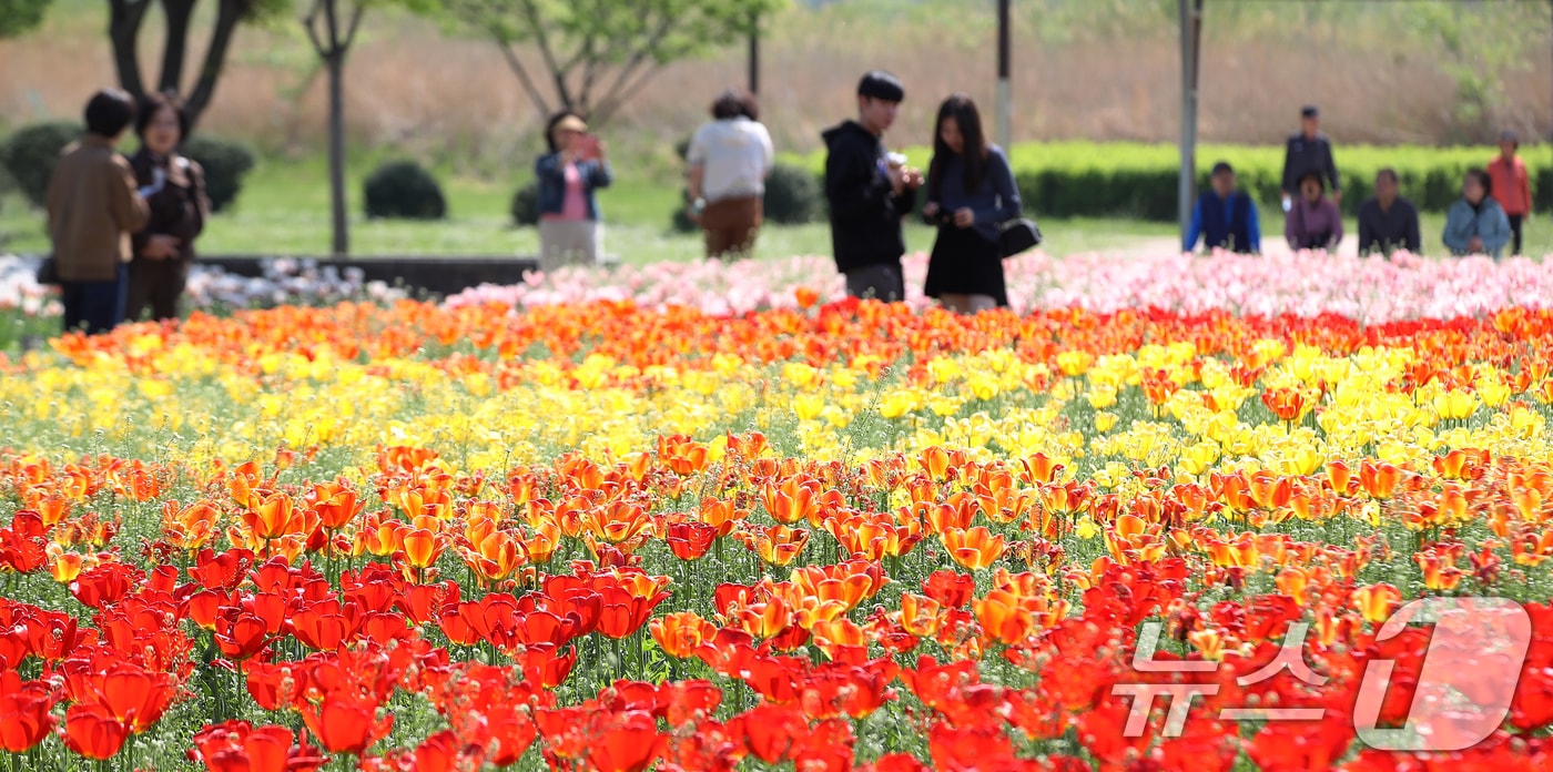 완연한 봄 날씨를 보인 15일 오후 경남 양산 황산공원을 찾은 시민들이 활짝 핀 튤립을 구경하며 봄기운을 즐기고 있다. 2026.4.15 ⓒ 뉴스1 윤일지 기자