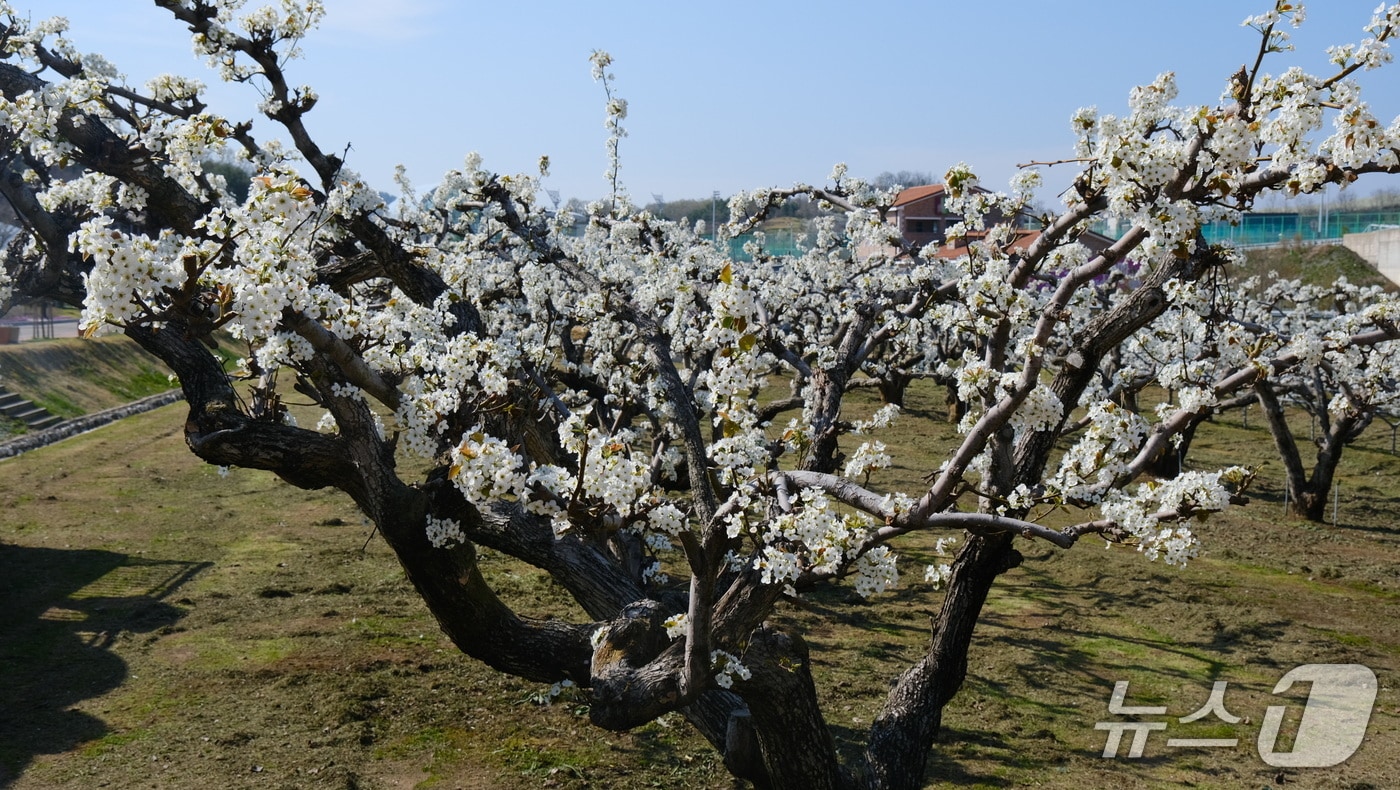 영동군 과일나라테마공원에 있는 110년 묵은 배나무가 꽃을 활짝 피웠다.(영동군 제공. 재판매 및 DB금지) 