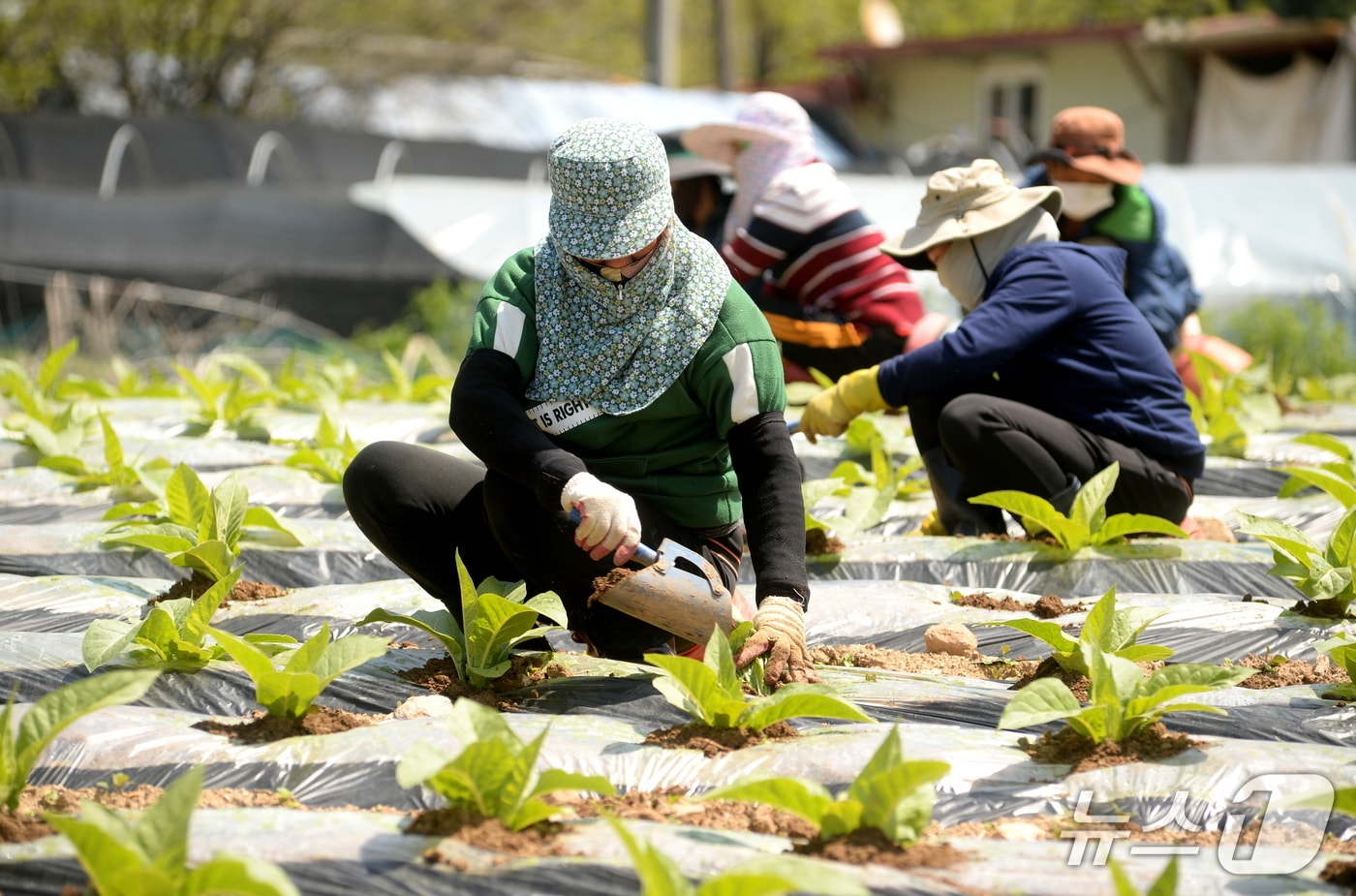 외국인 계절근로자.(사진은 기사 내용과 무관함) / 뉴스1 ⓒ News1