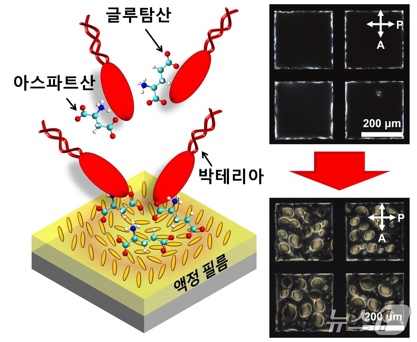 포스텍과 서울대, 국립군산대 연구팀이 식중독균을 1분 이내 검출할 수 있는 초고속 바이오센서 기술을 개발했다.(포스텍 제공, 재판매 및 DB금지) 2026.4.16/뉴스1
