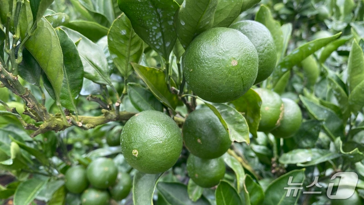 풋귤.(제주도 제공. 재판매 및 DB금지)/뉴스1