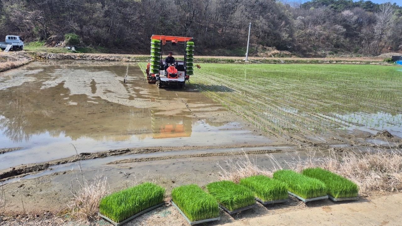 보령 청소면 일원 모내기 모습.(시 제공. 재판매 및 DB금지)/뉴스1