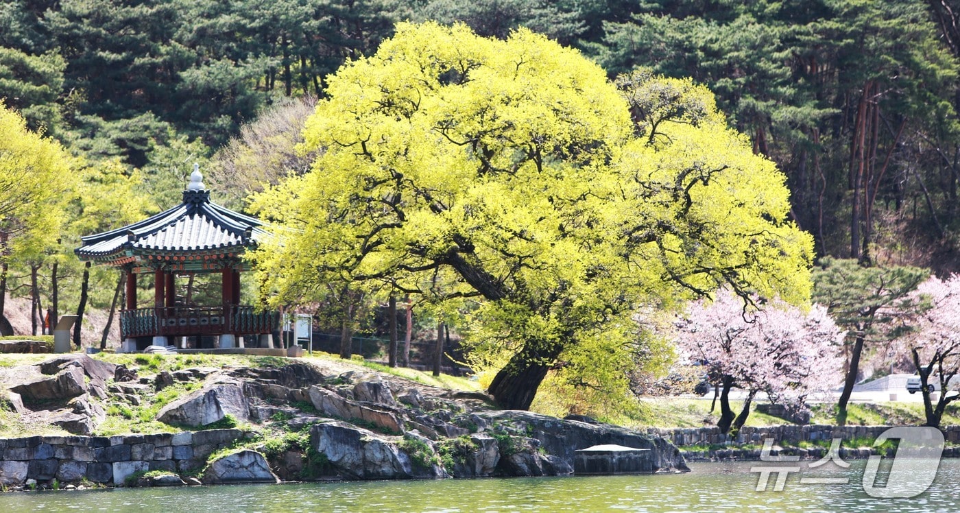 신라 '악성' 우륵 선생이 가야금을 연주했던 의림지 우륵정(왼쪽)과 버드나무.2026.4.16/뉴스1 손도언 기자 