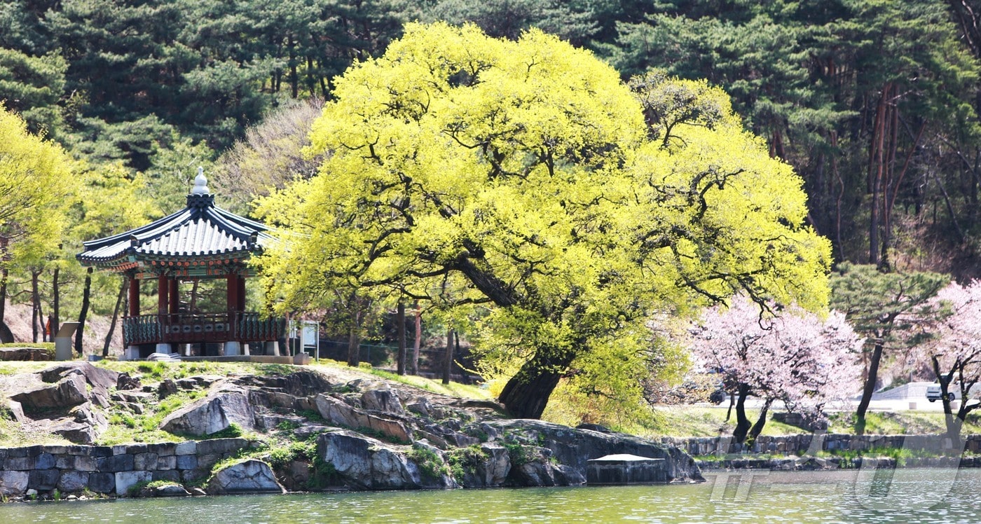 충북 제천시 의림지. ⓒ 뉴스1 손도언 기자