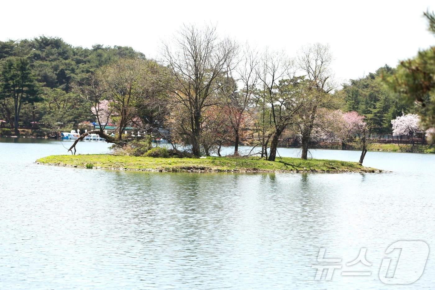 충북 제천시 의림지 순주섬 ⓒ 뉴스1 