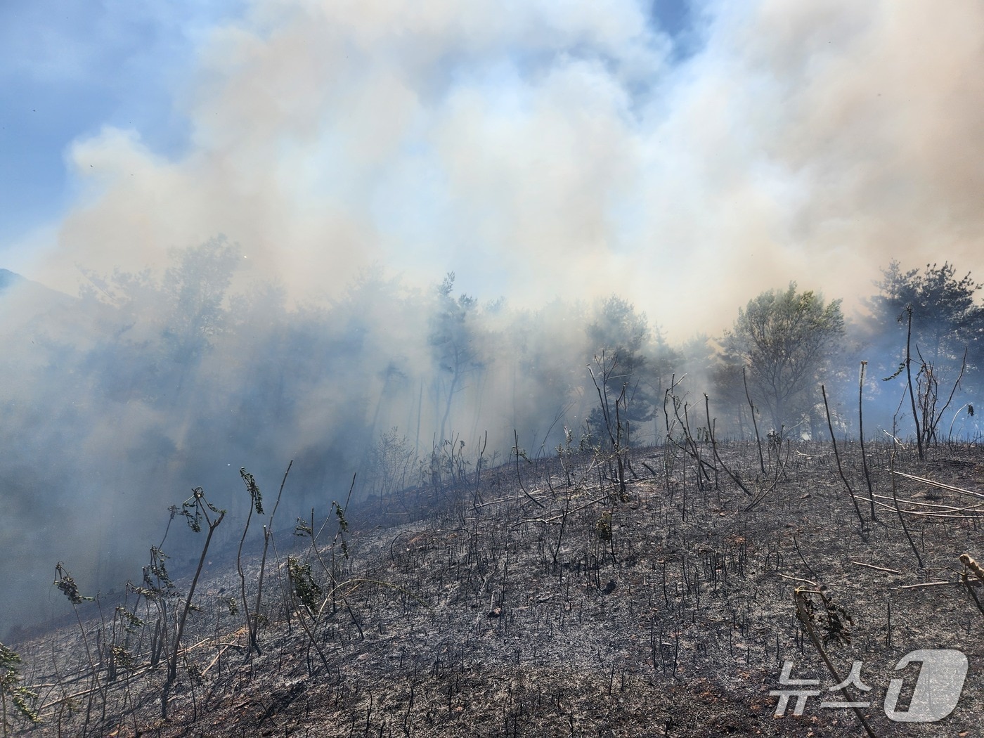 16일 전남 광양의 한 야산에 불이 나 소방당국이 진화 작업을 벌이고 있다.(사진=전남소방본부 제공)