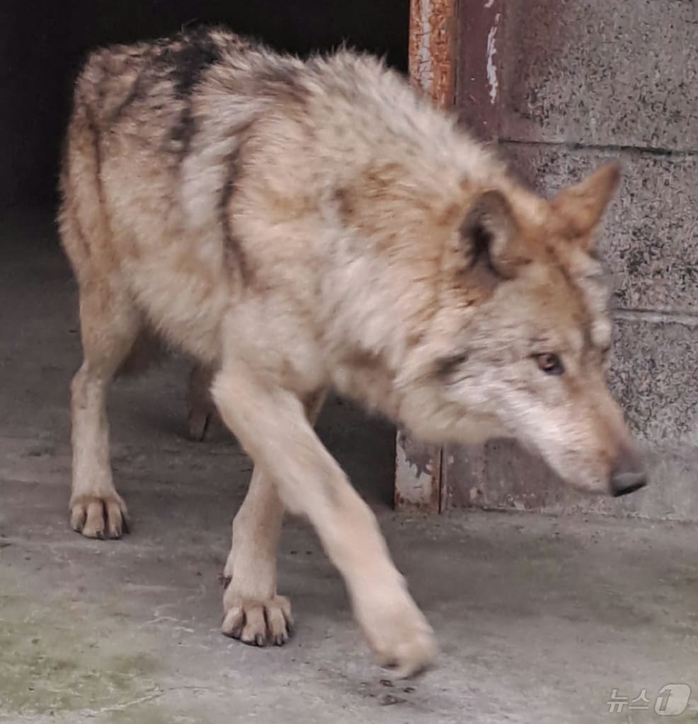 17일 대전 중구 오월드에서 탈출한 늑대 '늑구'가 외부 의료기관에서 치료를 받고 회복중인 모습. 늑(대전시 제공. 재판매 및 DB금지) 2026.4.17 