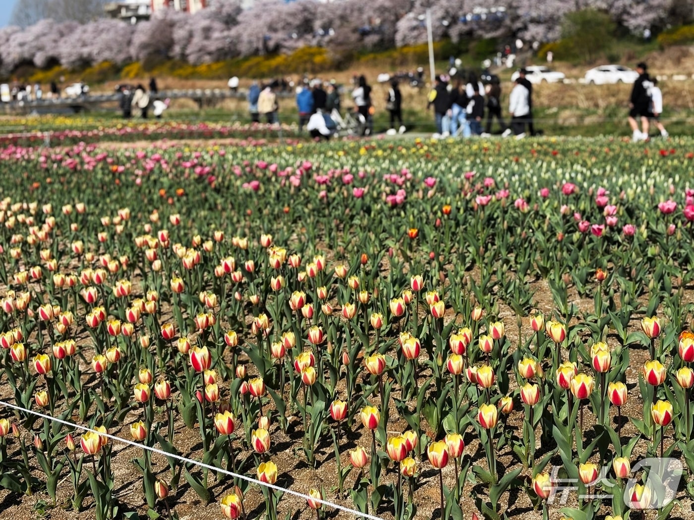 청주 무심천 튤립 정원.