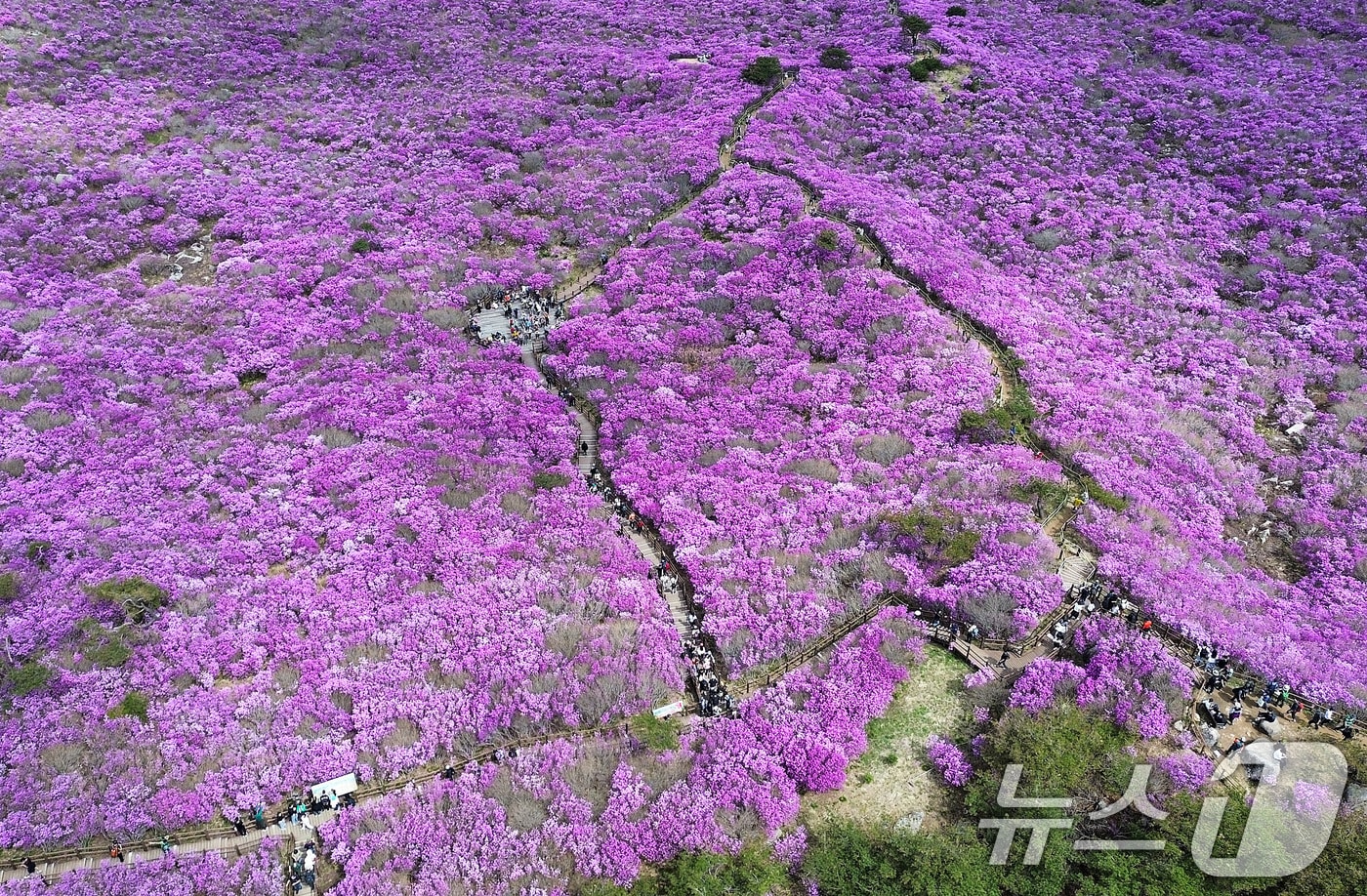 19일 대구 달성군 비슬산 대견사 인근 참꽃군락지에 곱게 핀 참꽃이 절정을 이룬 가운데 휴일을 맞은 시민들의 발길이 줄을 잇고 있다.  2026.4.19 ⓒ 뉴스1 공정식 기자
