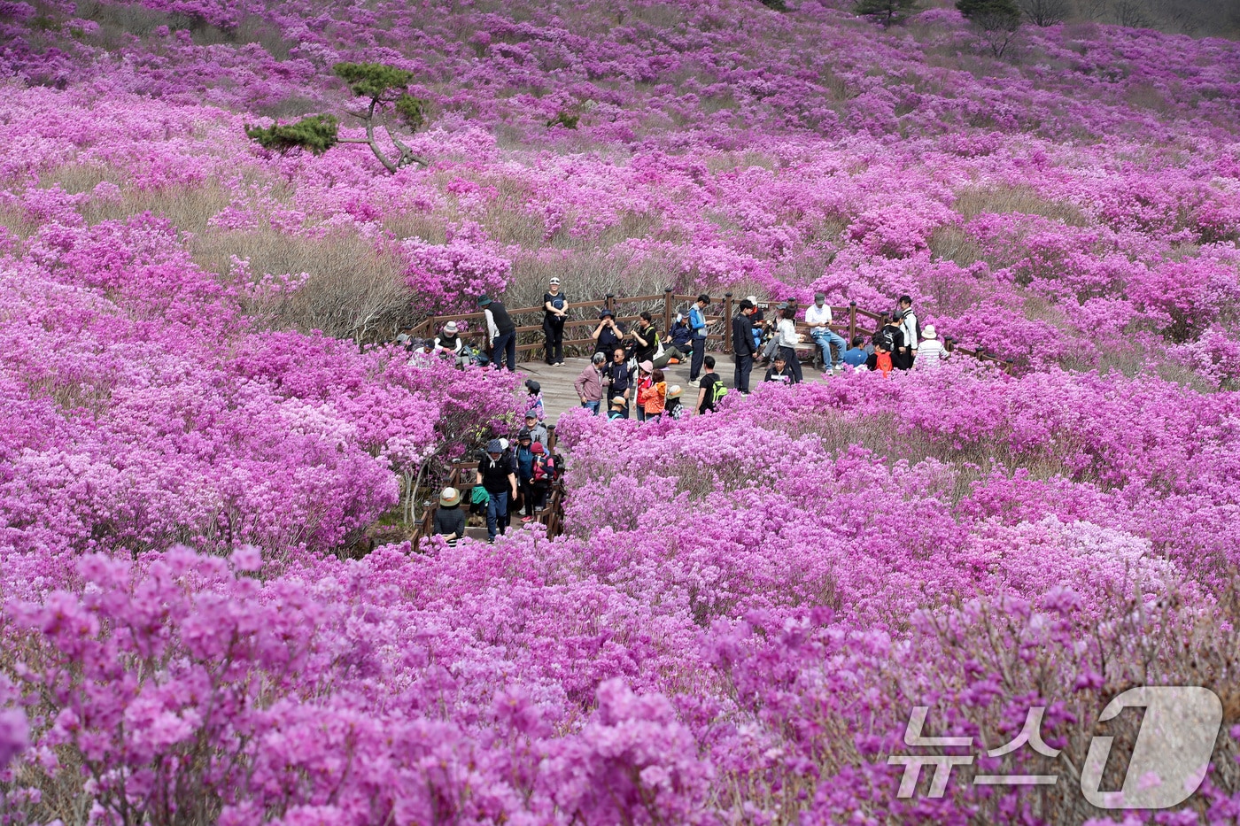 19일 대구 달성군 비슬산 대견사 인근 참꽃군락지에 곱게 핀 참꽃이 절정을 이룬 가운데 휴일을 맞은 시민들의 발길이 줄을 잇고 있다.  2026.4.19 ⓒ 뉴스1 공정식 기자