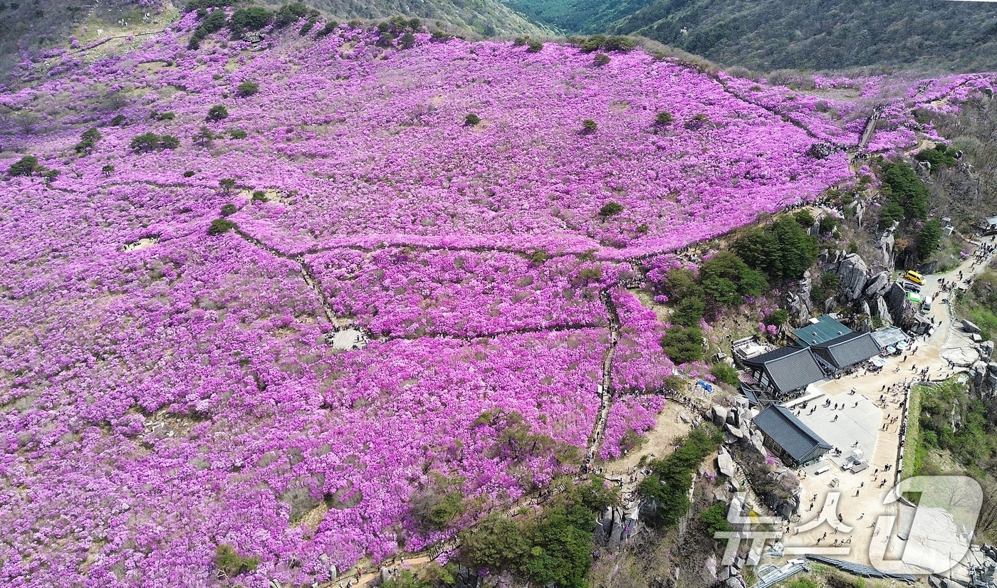 대구 달성군 비슬산 대견사 인근 참꽃군락지에 곱게 핀 참꽃을 보려는 시민들의 발길이 줄을 이었다. 2026.4.19 ⓒ 뉴스1 공정식 기자