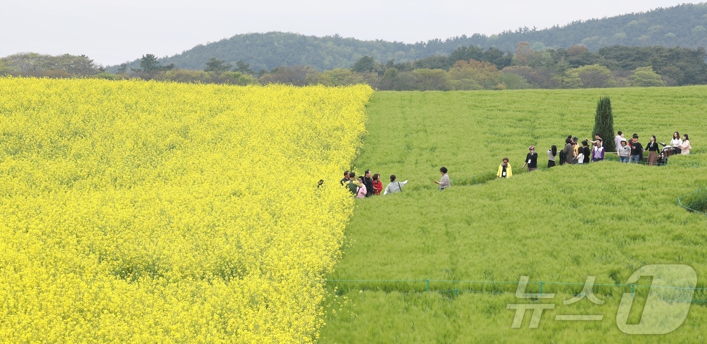 청보리밭 축제가 한창인  전북 고창군 학원농장을 찾은 나들이객들이 산책로를 거닐고 있다. 2026.4.19 ⓒ 뉴스1 유경석 기자