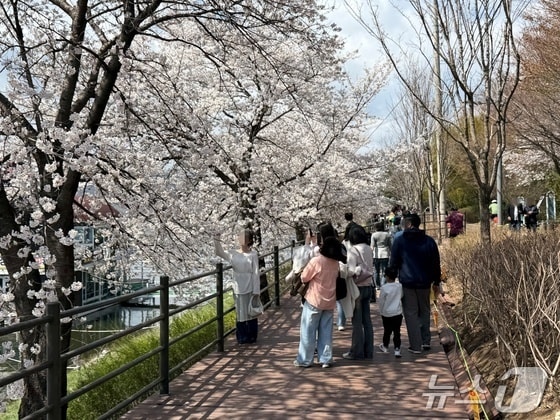 만개한 벚꽃 앞에서 기념촬영을 하는 시민들.(자료사진)/뉴스1 DB