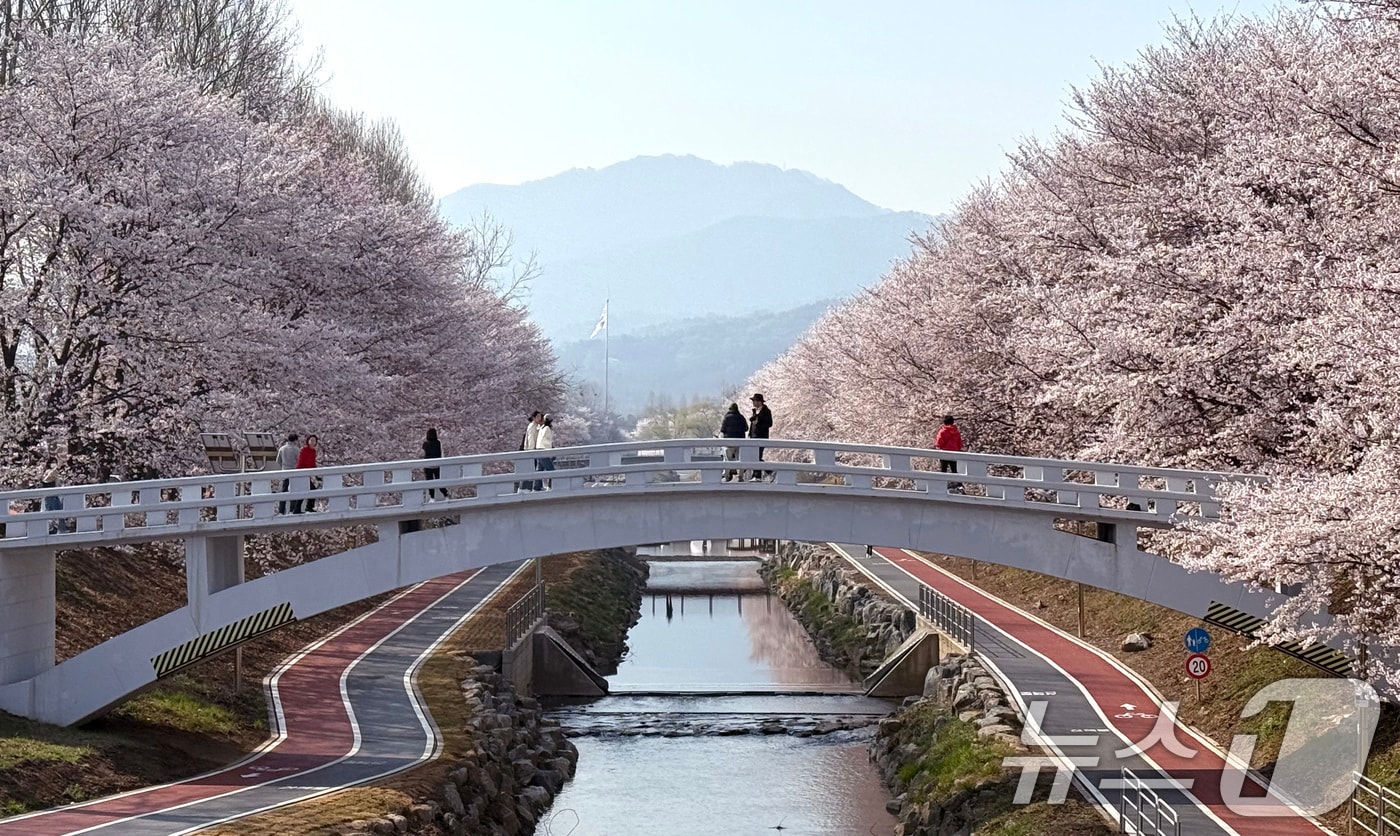전국 낮 최고기온이 21도까지 오르며 완연한 봄 날씨가 이어진 2일 서울 서초구 양재천에서 시민들이 벚꽃 사이를 거닐며 봄 정취를 즐기고 있다. 2026.4.2 ⓒ 뉴스1 임세영 기자