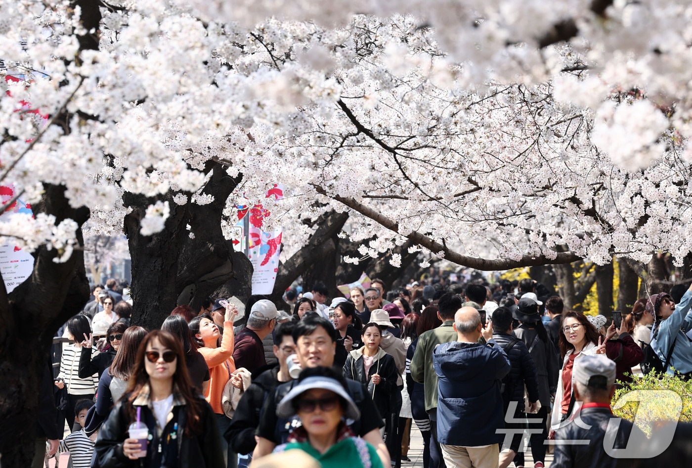 석촌호수 야간 벚꽃