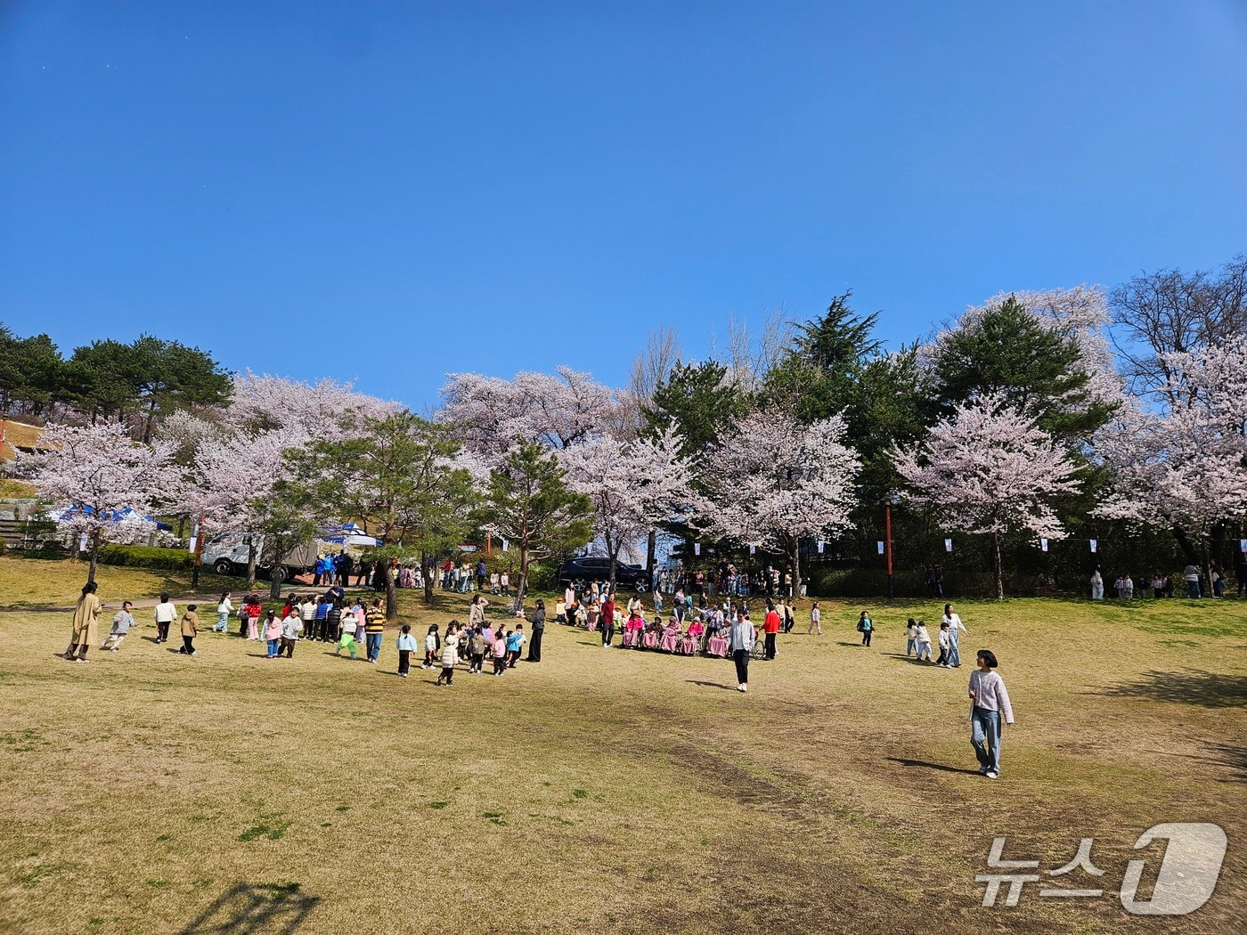강릉 남산 벚꽃.(강릉시 제공, 재판매 및 DB 금지) 2026.4.2/뉴스1