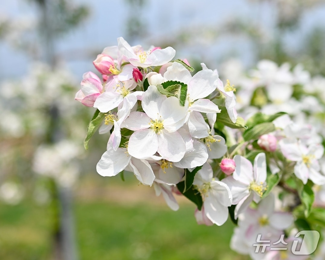충북 과수 개화(충북도 제공. 재판매 및 DB금지)
