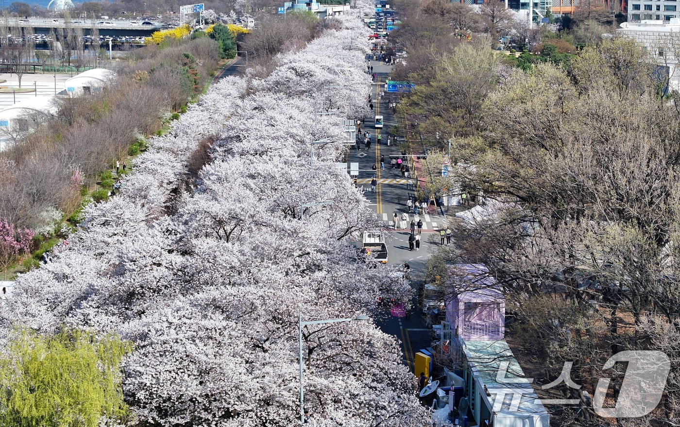 '여의도 봄꽃축제'를 하루 앞둔 2일 서울 여의도 윤중로에 벚꽃이 만개해 있다. 2026.4.2 ⓒ 뉴스1 최지환 기자