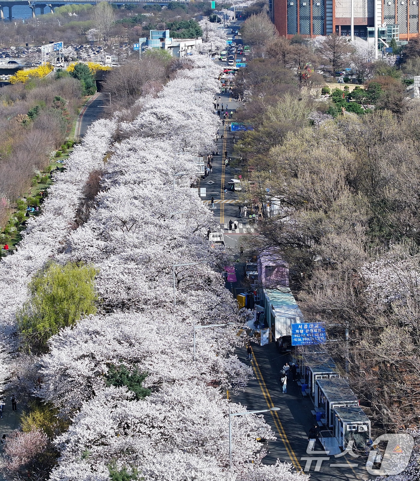 아이와 함께 벚꽃 나들이 — 2026 가족 벚꽃 명소 7선 (주차·편의시설 총정리) 벚꽃 나들이 가족