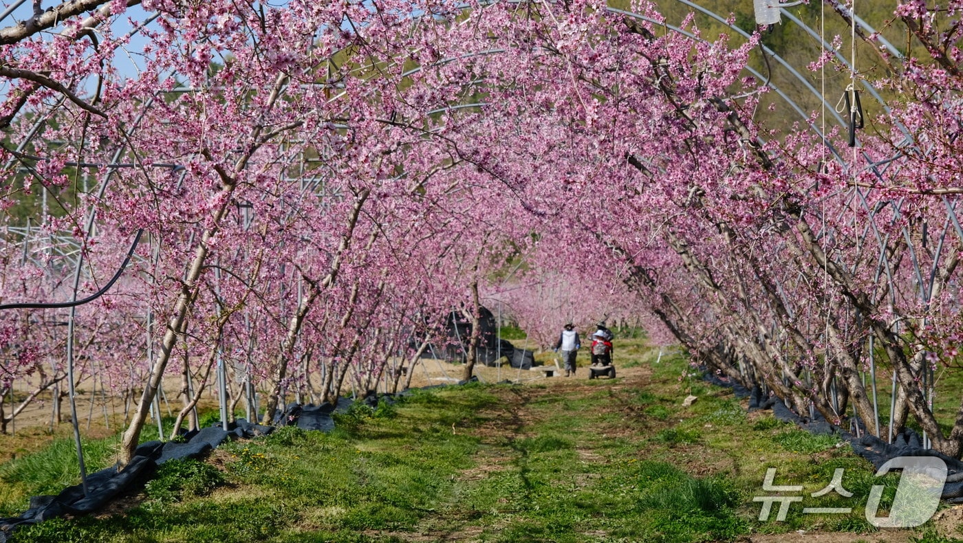 충북 영동군 영동읍 심복골마을 일대 복숭아꽃이 장관을 연출하며 한 폭의 수채화를 연상케 하고 있다. (영동군 제공. 재판매 및 DB금지) 