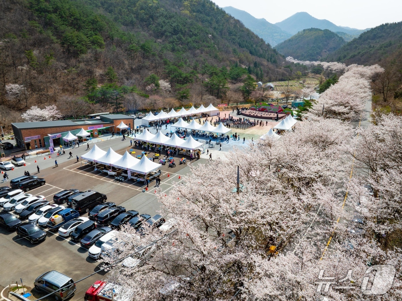 제25회 금산 보곡산골 산벚꽃 축제(금산군 제공.재판매 및 DB금지)/뉴스1