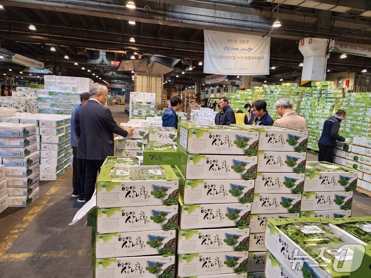 농협가락공판장에 진열된 양양 산나물.(양양군 제공, 재판매 및 DB 금지) 2026.4.20/뉴스1