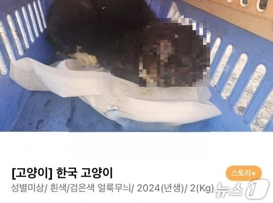 구조된 고양이(동물권단체 케어 홈페이지 갈무리) /뉴스1